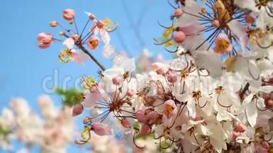 4K. 美丽的盛开的粉红色花朵在春天的季节被风<strong>吹拂</strong>，背景是蓝天，复制空间